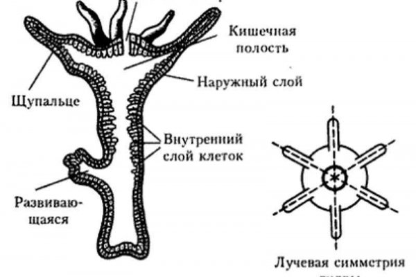 Кракен даркнет аккаунт